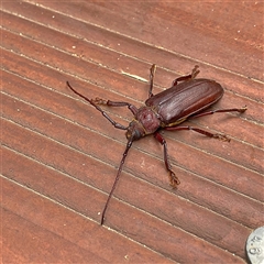 Unidentified Longhorn beetle (Cerambycidae) at Malua Bay, NSW - 2 Jan 2025 by MichaelWenke