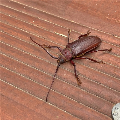 Unidentified Longhorn beetle (Cerambycidae) at Malua Bay, NSW - 2 Jan 2025 by MichaelWenke