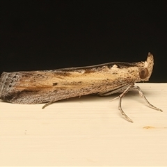 Morosaphycita oculiferella (A Pyralid moth (Phycitinae) at Ainslie, ACT - 2 Jan 2025 by jb2602