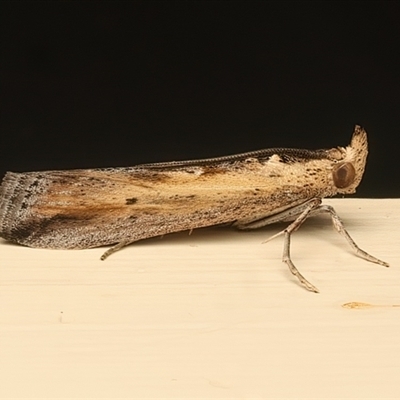 Morosaphycita oculiferella (A Pyralid moth (Phycitinae) at Ainslie, ACT - 2 Jan 2025 by jb2602