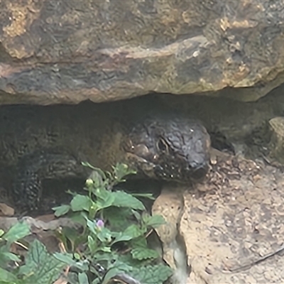 Egernia cunninghami (Cunningham's Skink) at Acton, ACT - 3 Jan 2025 by RangerGregor