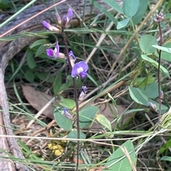 Glycine tabacina (Variable Glycine) at Merrill, NSW - 2 Jan 2025 by JaneR