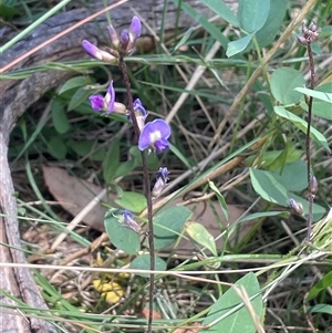 Glycine tabacina at Merrill, NSW - 2 Jan 2025 11:45 AM