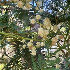 Acacia decurrens (Green Wattle) at Merrill, NSW - 2 Jan 2025 by JaneR