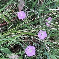 Convolvulus angustissimus (Pink Bindweed) at Merrill, NSW - 2 Jan 2025 by JaneR