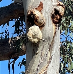 Laetiporus portentosus (White Punk) at Fraser, ACT - 18 Jan 2025 by mcstone