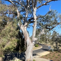 Laetiporus portentosus at Fraser, ACT - 18 Jan 2025 05:37 PM