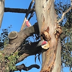 Laetiporus portentosus at Fraser, ACT - 18 Jan 2025 05:37 PM