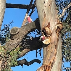 Laetiporus portentosus at Fraser, ACT - 18 Jan 2025