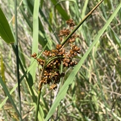 Juncus acutus (Sharp Rush) at Merrill, NSW - 2 Jan 2025 by JaneR