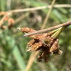 Schoenoplectus tabernaemontani (River Club-rush) at Merrill, NSW - 2 Jan 2025 by JaneR