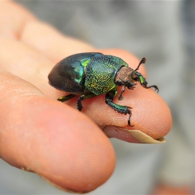 Lamprima aurata (Golden stag beetle) at Anembo, NSW - 3 Jan 2025 by Csteele4