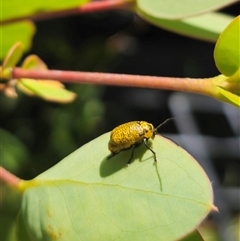 Aporocera (Aporocera) erosa (A leaf beetle) at Anembo, NSW - 3 Jan 2025 by Csteele4