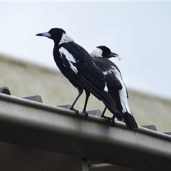 Gymnorhina tibicen (Australian Magpie) at Jamberoo, NSW - 2 Jan 2025 by plants