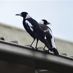 Gymnorhina tibicen (Australian Magpie) at Jamberoo, NSW by plants