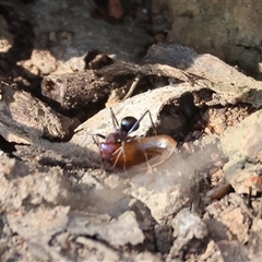 Iridomyrmex purpureus (Meat Ant) at West Wodonga, VIC - 1 Jan 2025 by KylieWaldon