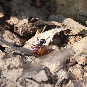 Iridomyrmex purpureus at West Wodonga, VIC - 1 Jan 2025