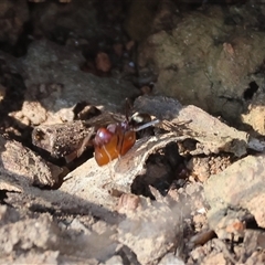 Iridomyrmex purpureus at West Wodonga, VIC - 1 Jan 2025