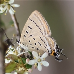 Jalmenus ictinus (Stencilled Hairstreak) at Hughes, ACT - 17 Dec 2024 by LisaH