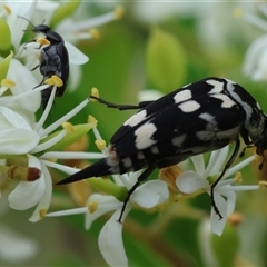 Hoshihananomia leucosticta (Pintail or Tumbling flower beetle) at Hughes, ACT - 17 Dec 2024 by LisaH