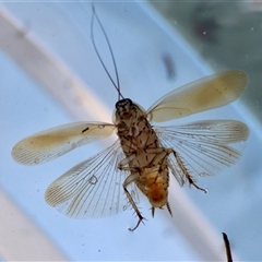 Blattodea (order) (Unidentified cockroach) at Hughes, ACT - 18 Dec 2024 by LisaH