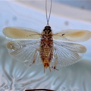 Blattodea (order) at Hughes, ACT - 18 Dec 2024