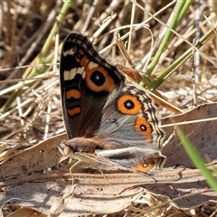 Junonia villida (Meadow Argus) at West Wodonga, VIC - 31 Dec 2024 by KylieWaldon