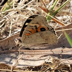 Junonia villida at West Wodonga, VIC - 1 Jan 2025 07:35 AM