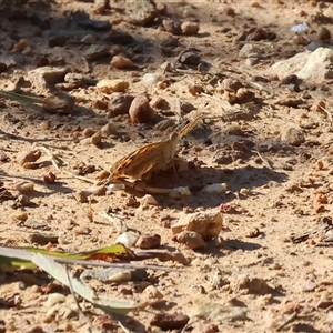 Junonia villida at West Wodonga, VIC - 1 Jan 2025 07:35 AM