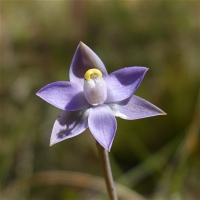 Thelymitra peniculata (Blue Star Sun-orchid) at Bendoura, NSW - 30 Oct 2024 by RobG1