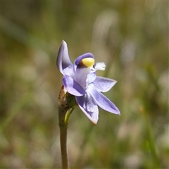 Thelymitra peniculata at Bendoura, NSW - suppressed