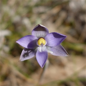 Thelymitra peniculata at Bendoura, NSW - suppressed