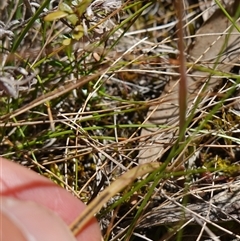 Thelymitra peniculata at Bendoura, NSW - suppressed