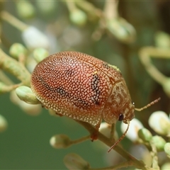 Paropsis atomaria (Eucalyptus leaf beetle) at Hughes, ACT - 19 Dec 2024 by LisaH