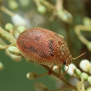 Paropsis atomaria at Hughes, ACT - 19 Dec 2024