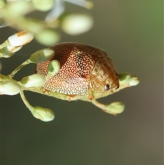 Paropsis atomaria at Hughes, ACT - 19 Dec 2024