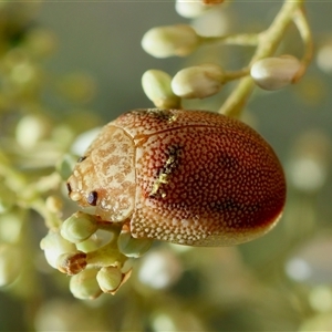 Paropsis atomaria at Hughes, ACT - 19 Dec 2024