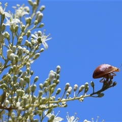 Paropsis atomaria at Hughes, ACT - 19 Dec 2024