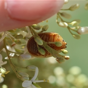 Paropsis atomaria at Hughes, ACT - 19 Dec 2024