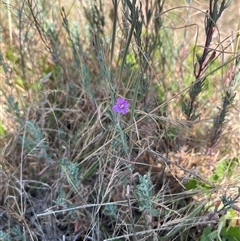 Epilobium billardiereanum subsp. cinereum (Hairy Willow Herb) at Throsby, ACT - 3 Jan 2025 by Dylan93