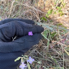 Epilobium billardiereanum subsp. cinereum at Throsby, ACT - 4 Jan 2025 10:53 AM