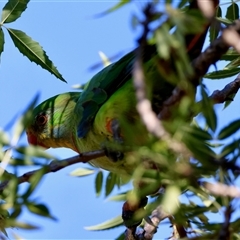 Polytelis swainsonii (Superb Parrot) at Hughes, ACT - 27 Dec 2024 by LisaH