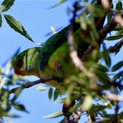 Polytelis swainsonii (Superb Parrot) at Hughes, ACT - 27 Dec 2024 by LisaH