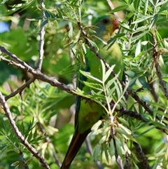 Polytelis swainsonii at Hughes, ACT - suppressed