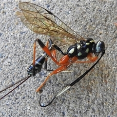 Ichneumonidae (family) (Unidentified ichneumon wasp) at Wanniassa, ACT - 4 Jan 2025 by JohnBundock