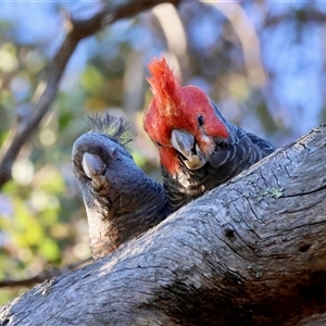 Callocephalon fimbriatum (Gang-gang Cockatoo) at Deakin, ACT by LisaH