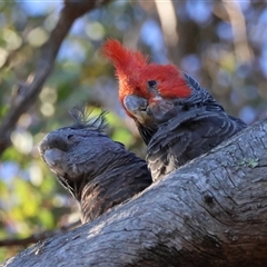 Callocephalon fimbriatum at Deakin, ACT - 27 Dec 2024