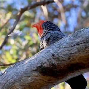 Callocephalon fimbriatum at Deakin, ACT - suppressed