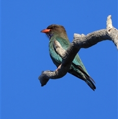 Eurystomus orientalis (Dollarbird) at Deakin, ACT - 27 Dec 2024 by LisaH