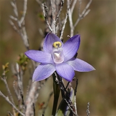 Thelymitra peniculata (Blue Star Sun-orchid) at Bendoura, NSW - 30 Oct 2024 by RobG1